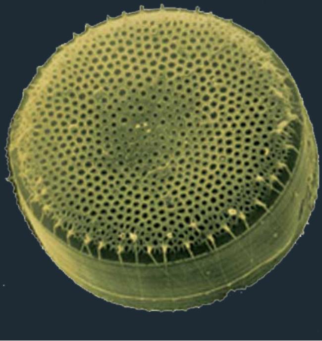 会呼吸的生态板材,会呼吸的微肌理