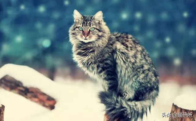 猫咪脚上有伤口得把毛全剃了吗,猫咪冬天剪毛发会感冒么