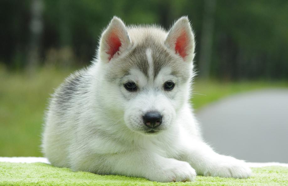 狗狗打嗝一抽一抽的想吐吐不出来,狗狗打嗝拉不出大便