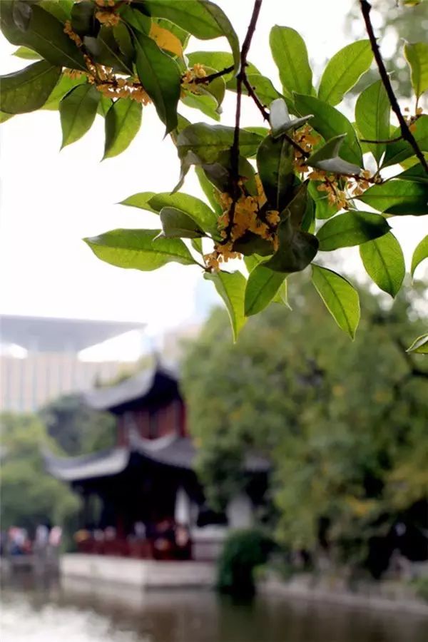 中国十大名花排行哪个是你的最爱,你知道中国十大名花是什么花吗