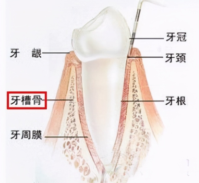 上海牙齿松动怎么修复,牙齿松动不适怎么解决