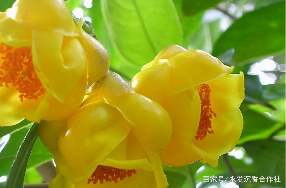 正宗金花茶树苗哪里有卖,金花茶苗在哪里买