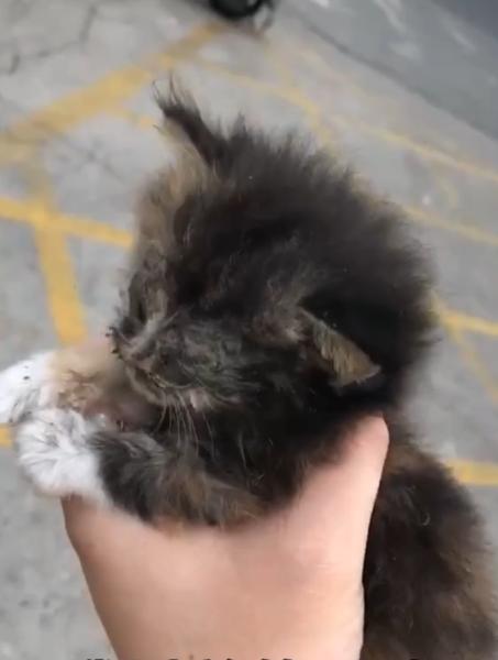 捡到的小奶猫眼睛流脓,捡到的小奶猫眼睛一直有眼屎