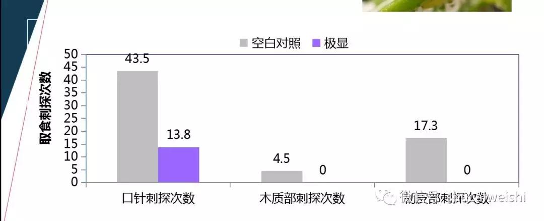 拜耳消杀白粉虱,拜耳治白粉虱特效药