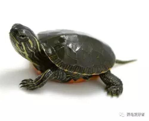 如果你不懂龟，看完之后会想要一只吗？