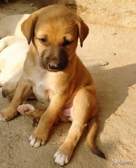 不喂狗会复位吗,不喂狗的下场