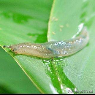 菜园蜗牛和鼻涕虫最好消灭方法,楼顶菜园鼻涕虫怎么彻底消灭