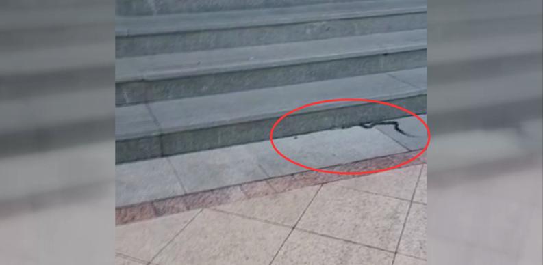 广西一马路上惊现十几条眼镜蛇,广西一马路上惊现十多条眼镜蛇