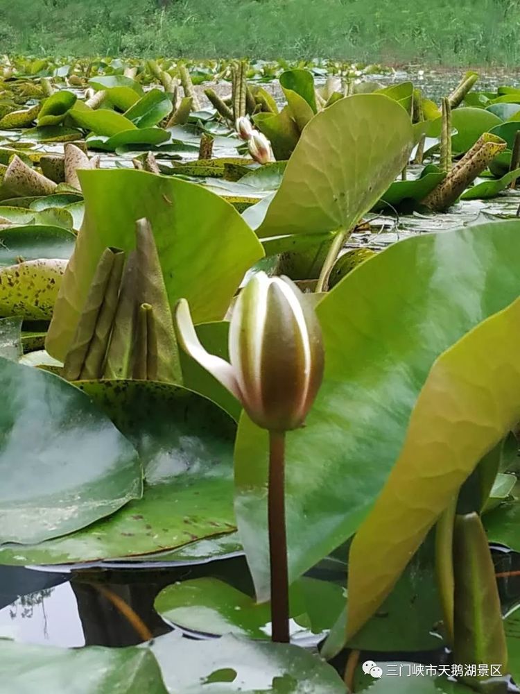 天鹅湖牡丹园景区,天鹅湖景区怎么样