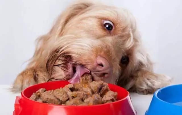 狗狗生病不吃饭要怎么给小狗喂食,狗狗生病不吃饭怎么喂药