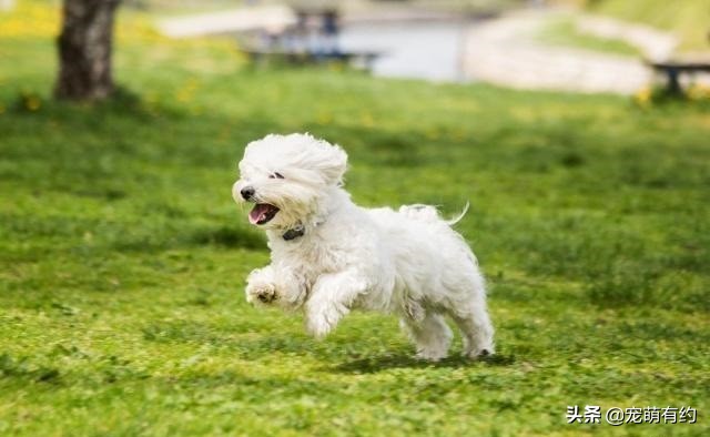 马尔济斯犬脸毛发红色,马尔济斯犬比熊犬