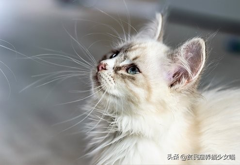 新手养猫指南铲屎官必看,铲屎官必须知道的养猫小技巧
