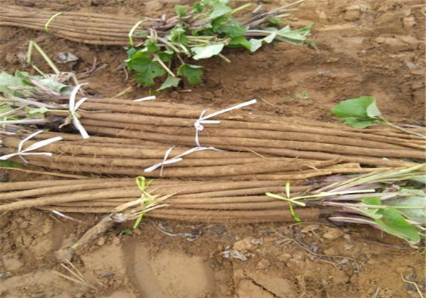 牛蒡种植技术及方法,牛蒡的栽培技术与管理