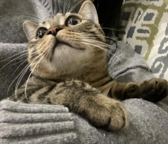 五千块钱买猫,五千块的猫咪