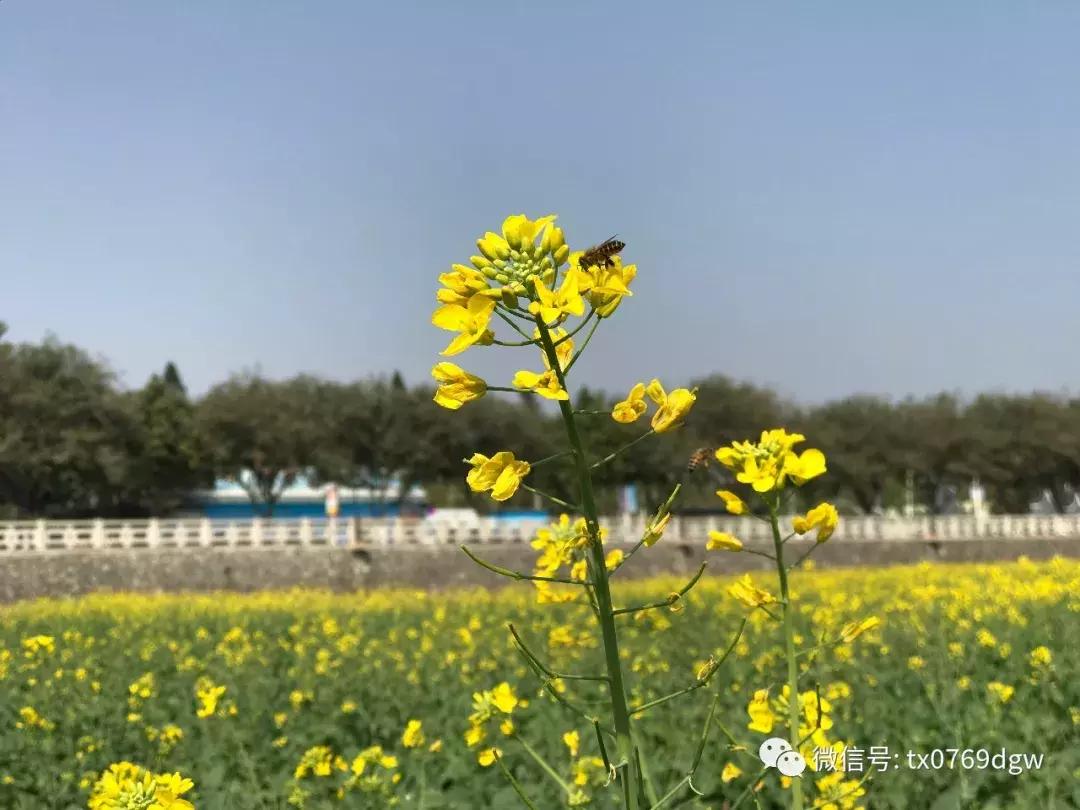 郑州春节周边景区免费景点大全,春节赏花的好去处