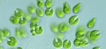鱼类水产养殖需要哪些藻类,水产养殖显微镜下各种藻类