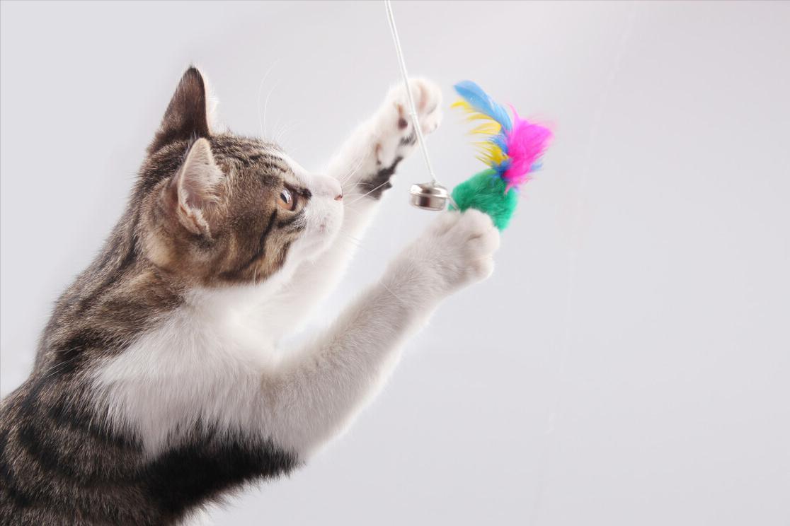 猫咪发情怎么办,母猫发了情一般持续几天