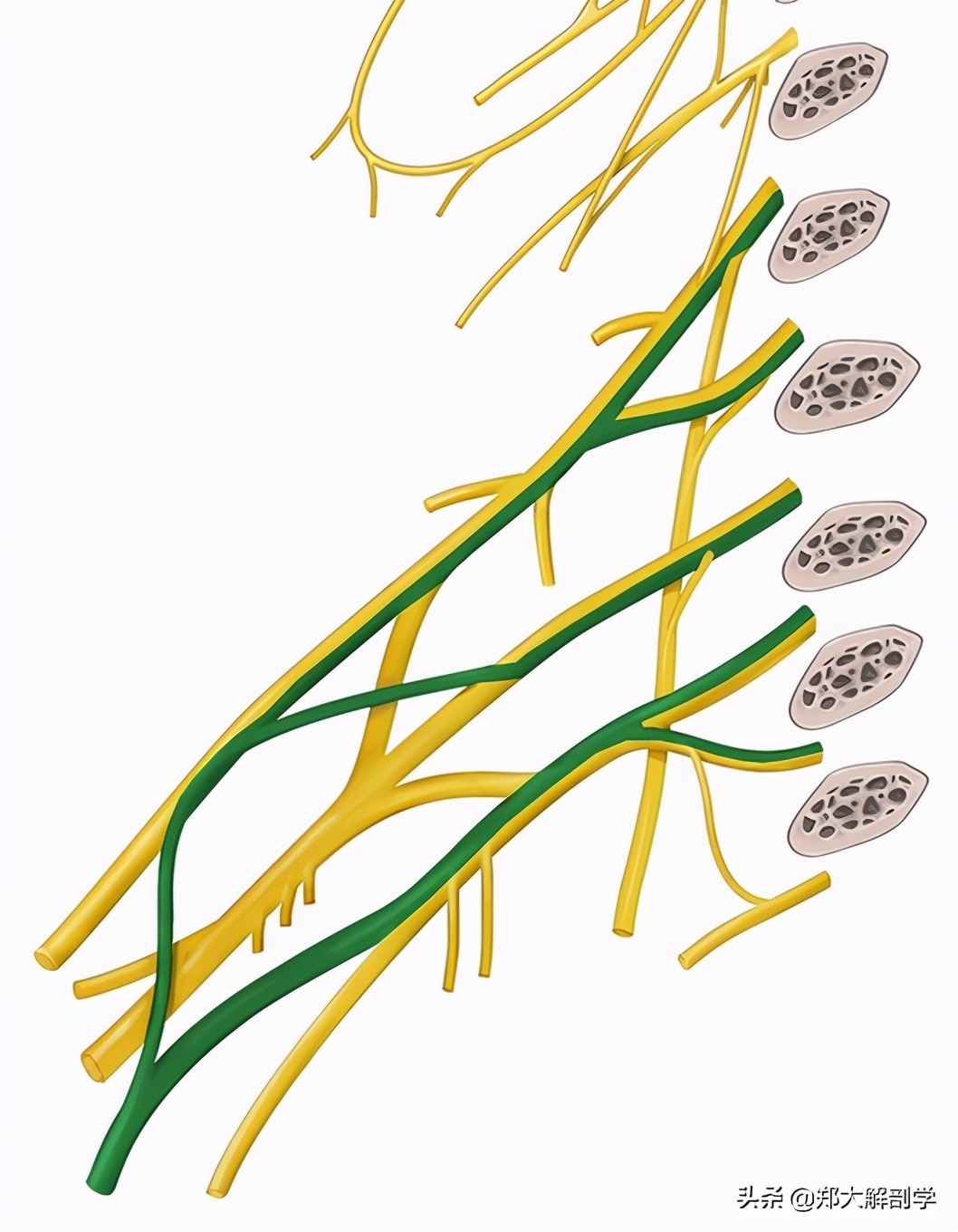 臂丛三束的主要分支,臂丛锁骨下部的主要分支及分布