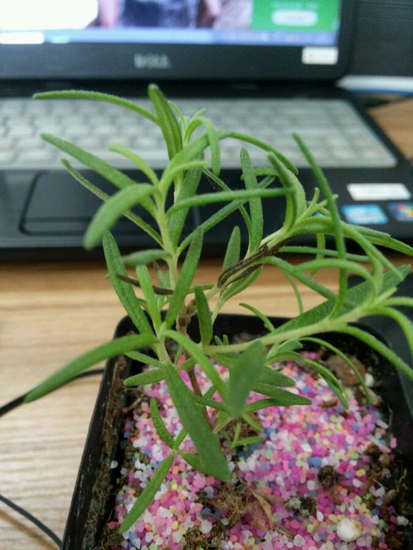 迷迭香叶子干枯养不好，巧用3招起死回生，枝繁叶茂