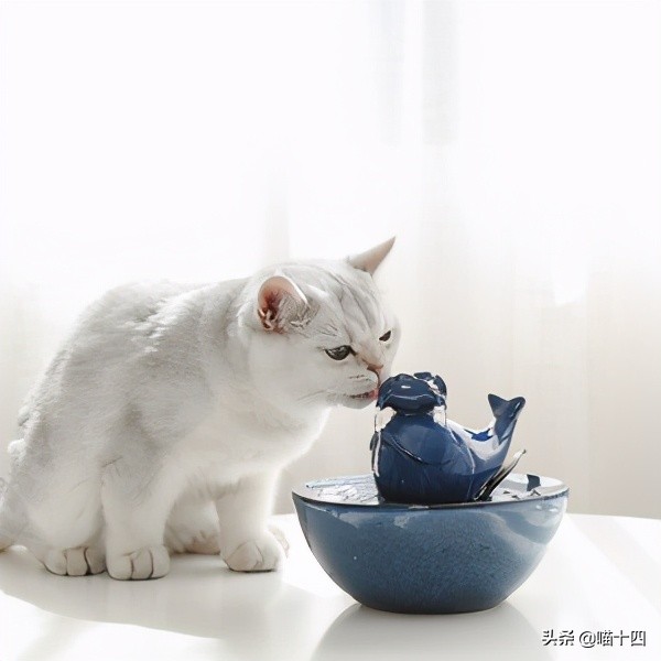 39天小猫软便,老是软便