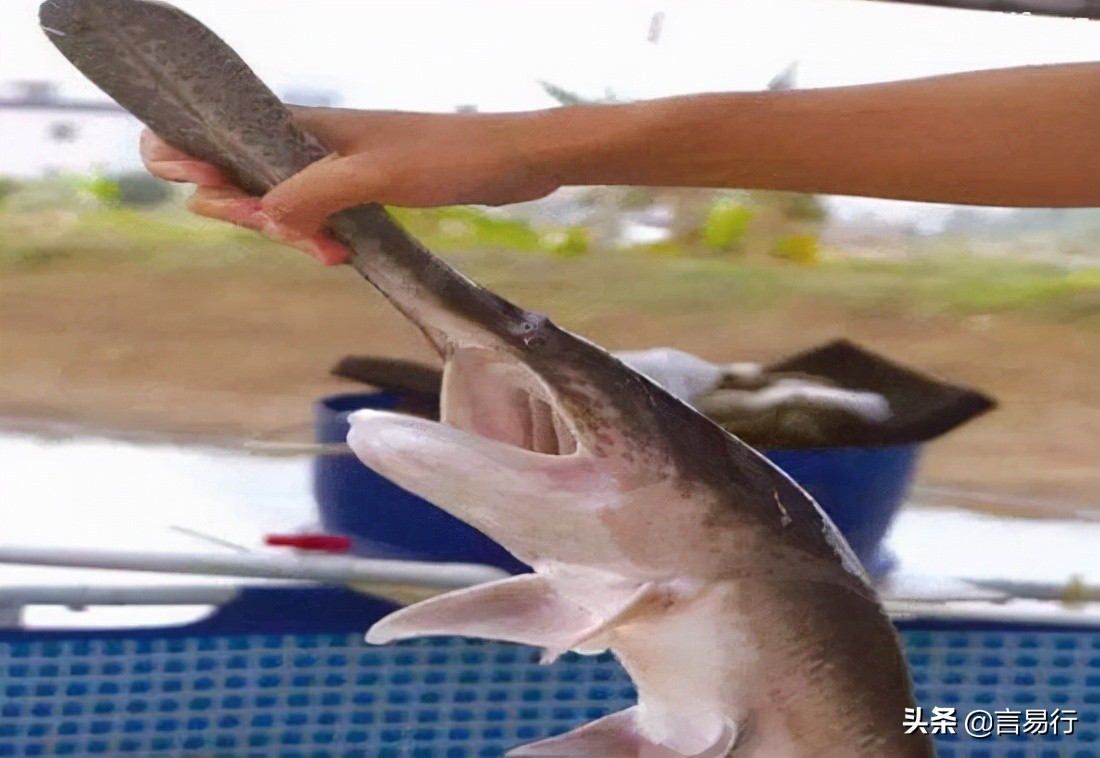 可以养的凶残的淡水鱼,世界十大凶猛淡水鱼