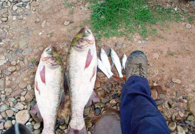 手竿钓大头鱼的最佳方法,手竿钓大头鱼的鱼饵料什么最好