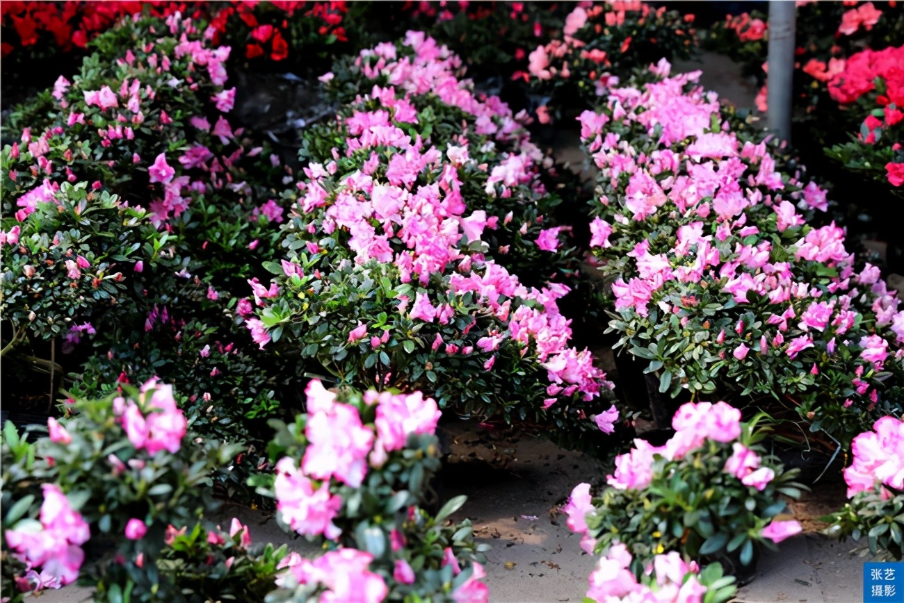 广州逛花市去哪里最好,广州岭南花卉市场人气旺似行花街