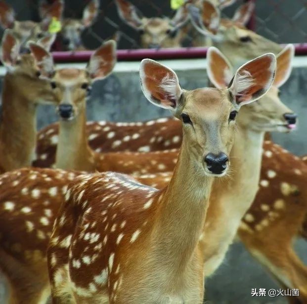 逃离高温“熔炉”，南方的夏天就该玩雪