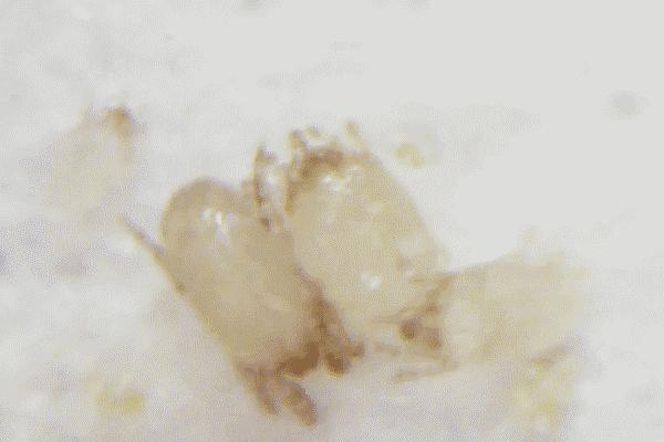 热卖搓澡巾,强力搓泥搓澡巾包邮