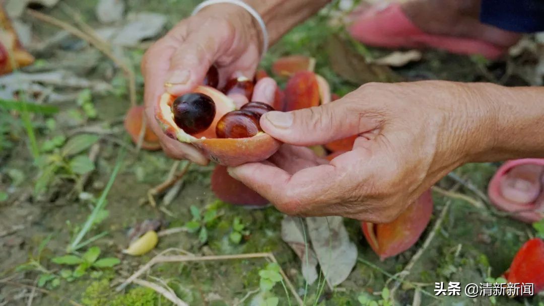 七八月，清西人多了一种“口果”，美味