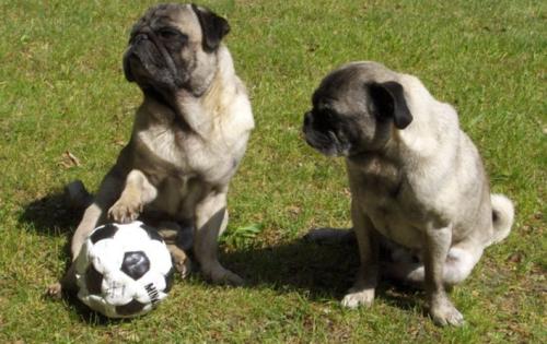 如果你有一只巴哥犬,那么不妨看看这篇文章,或许会收获许多