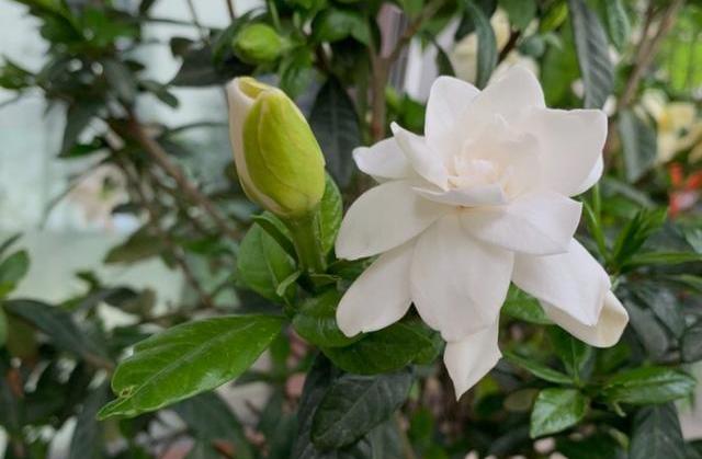 栀子花黄叶原因判断方法,栀子花从下面出现黄叶应怎样处理