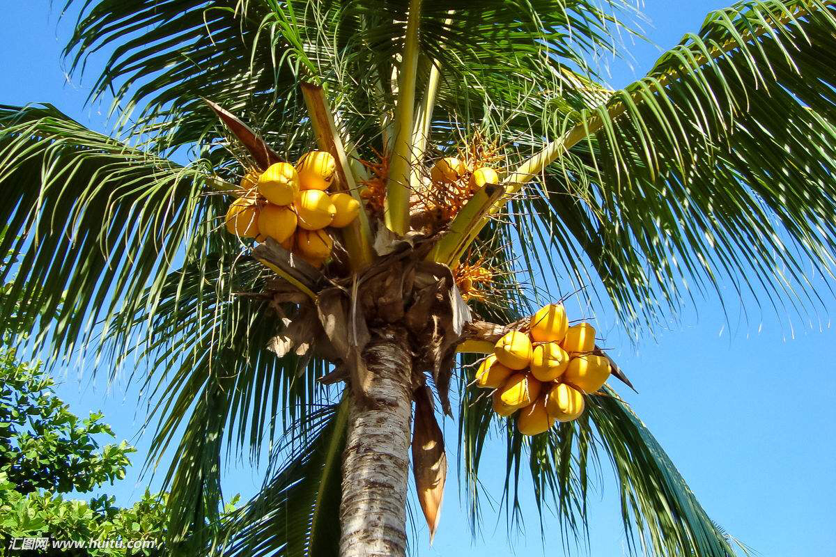 中药材甘蔗根,椰根