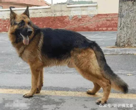 犬类智商排名第一的狗狗,犬科动物战斗力排名前十