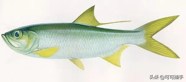 你不知道的海洋里面有什么,十种你没见过的海洋生物