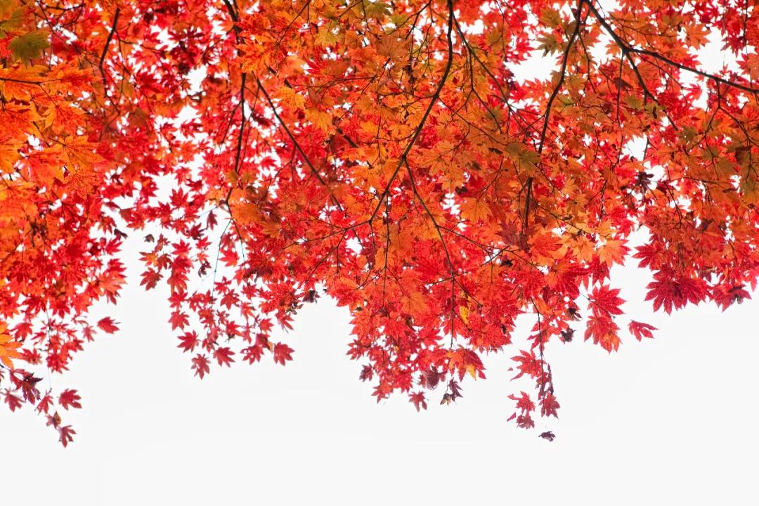 秋天十大绝美诗词名句,关于秋天的100句绝美诗词