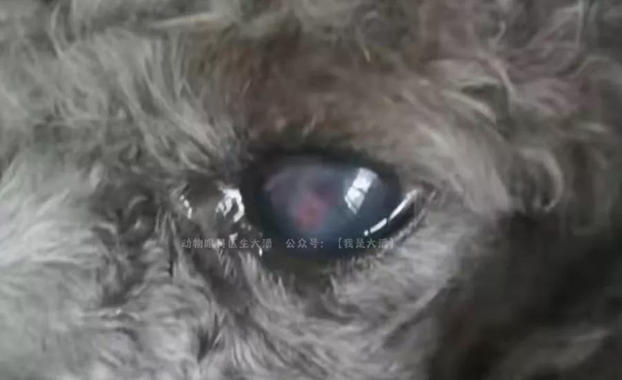 泰迪眼角膜溃疡穿孔多久能好,泰迪眼睛角膜炎多久能好