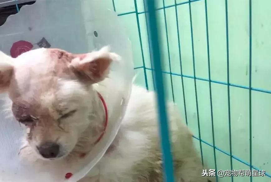 博美小狗被打视频,人们暴打博美犬