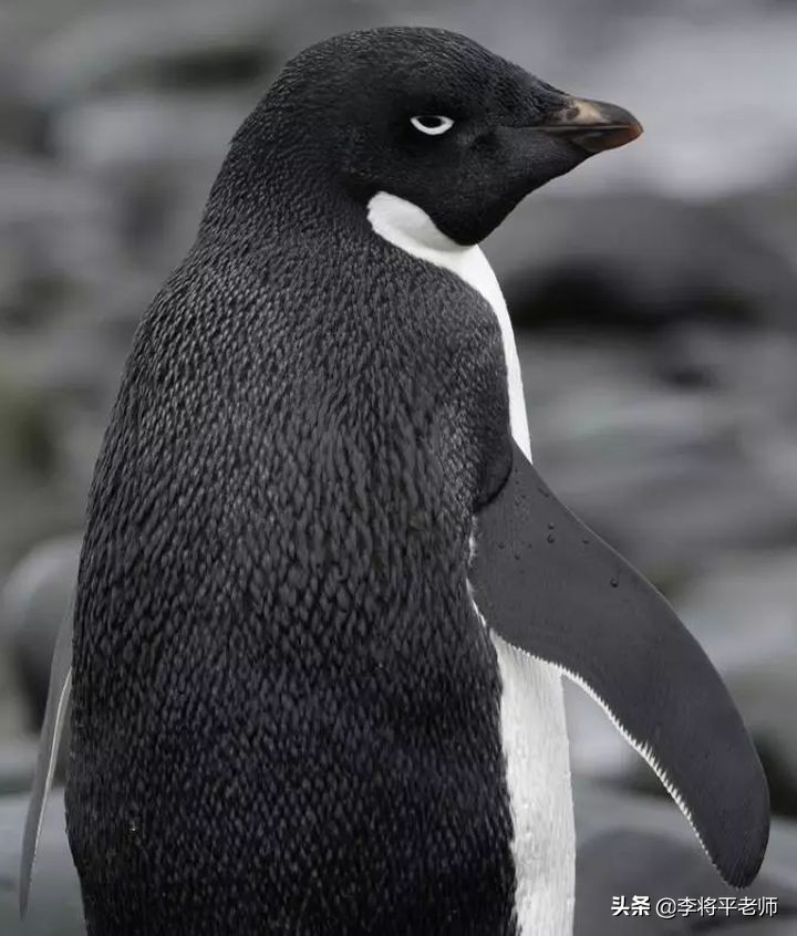 呆萌的企鹅为何被称为黑暗王者,为什么企鹅不择手段