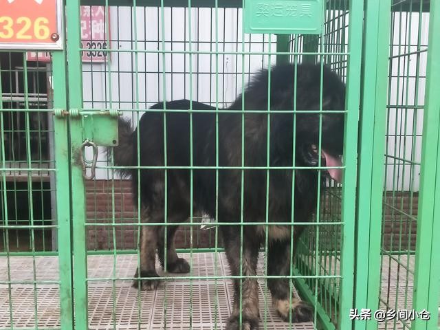 真正的狗市品种,哪里的狗市便宜品种又好种类又多