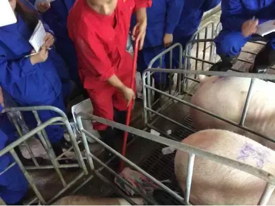 母猪深部输精一天输精几次为最佳,深部输精的正确操作