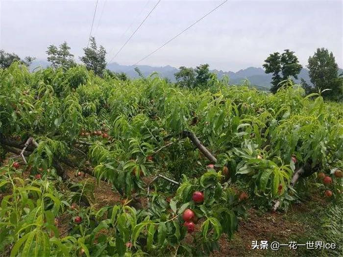 早熟却没占优，跌价近1/3还难卖，网友：中看不中吃