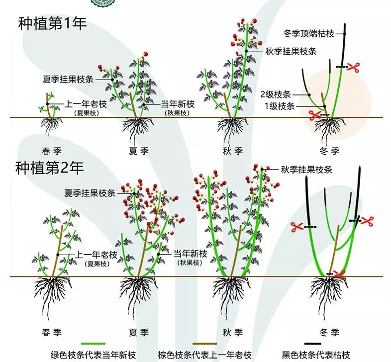 双季树莓和四季树莓,北方双季树莓