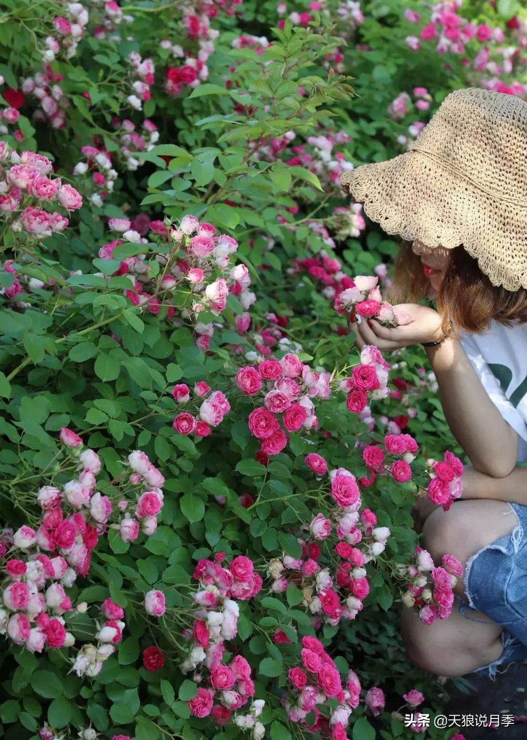 4月最浪漫的一次花开，是171个低价月季小苗带来的巅峰时刻！