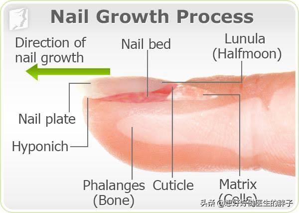 夏日女神们钟爱的美甲安全吗？指甲是如何生长的？医生告诉您