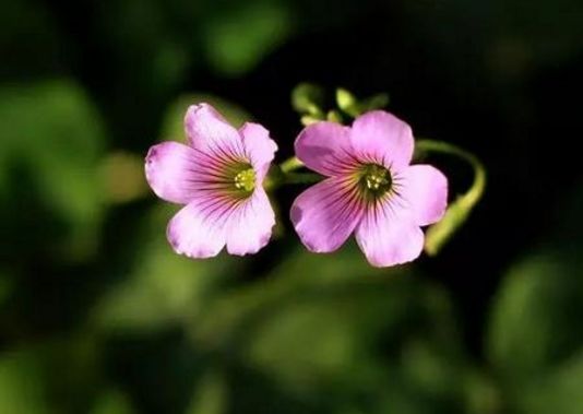 愿光阴含笑岁月静好散文,愿光阴含笑岁月静好什么意思