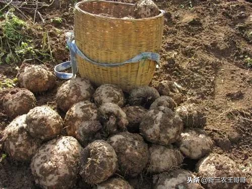 魔芋种植不适合的土壤,魔芋种植技术视频全集