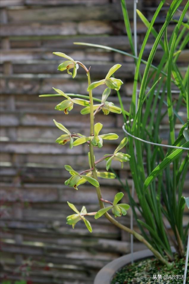 长寿梅蕙兰怎么种植,蕙兰老八种兰花哪一种最好