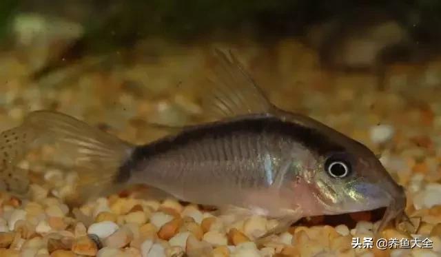 异型鱼饲养指南,异型鱼饲养方法