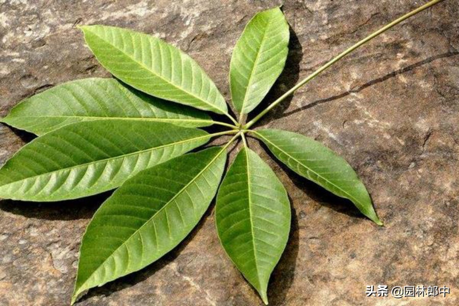 七叶树为什么是佛门树,七叶树也叫菩提树